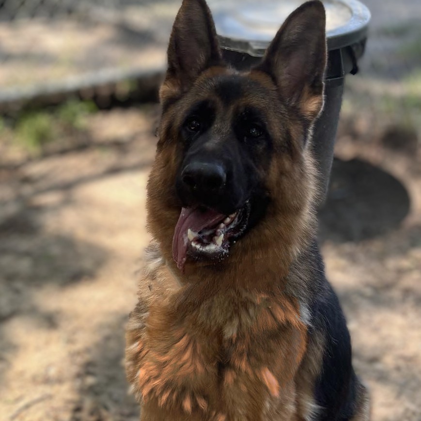 Bailey, a Adoptable German Shepherd Dog in Brookhaven, NY image 4/4