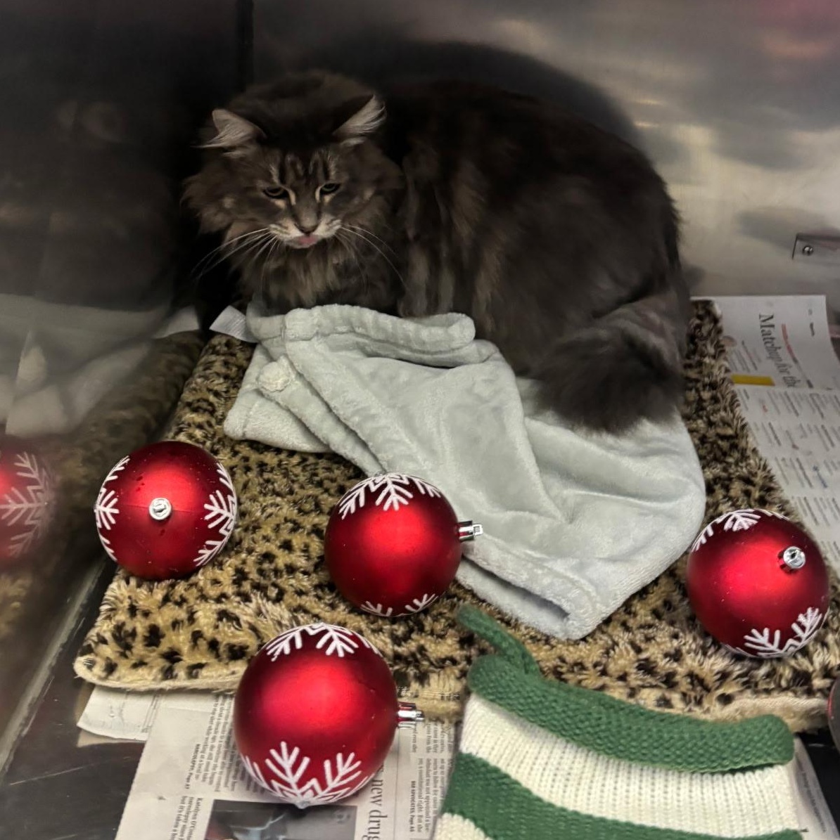 Enlarge Gina, a Adoptable Domestic Long Hair in Exeter, RI image 2/2