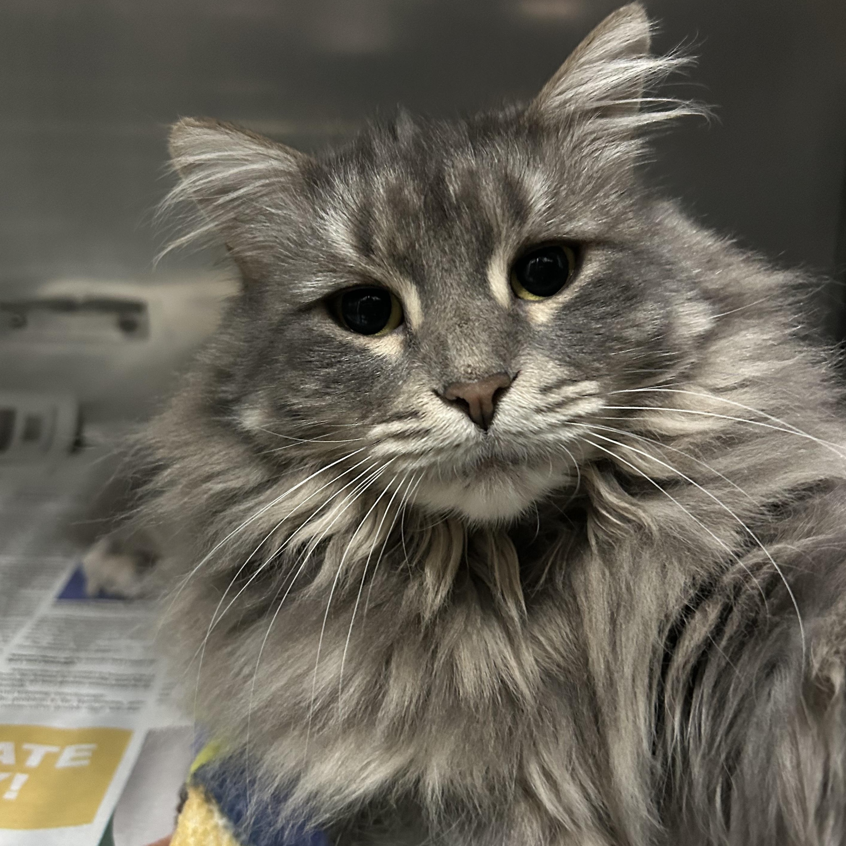 Enlarge Gina, a Adoptable Domestic Long Hair in Exeter, RI image 1/2