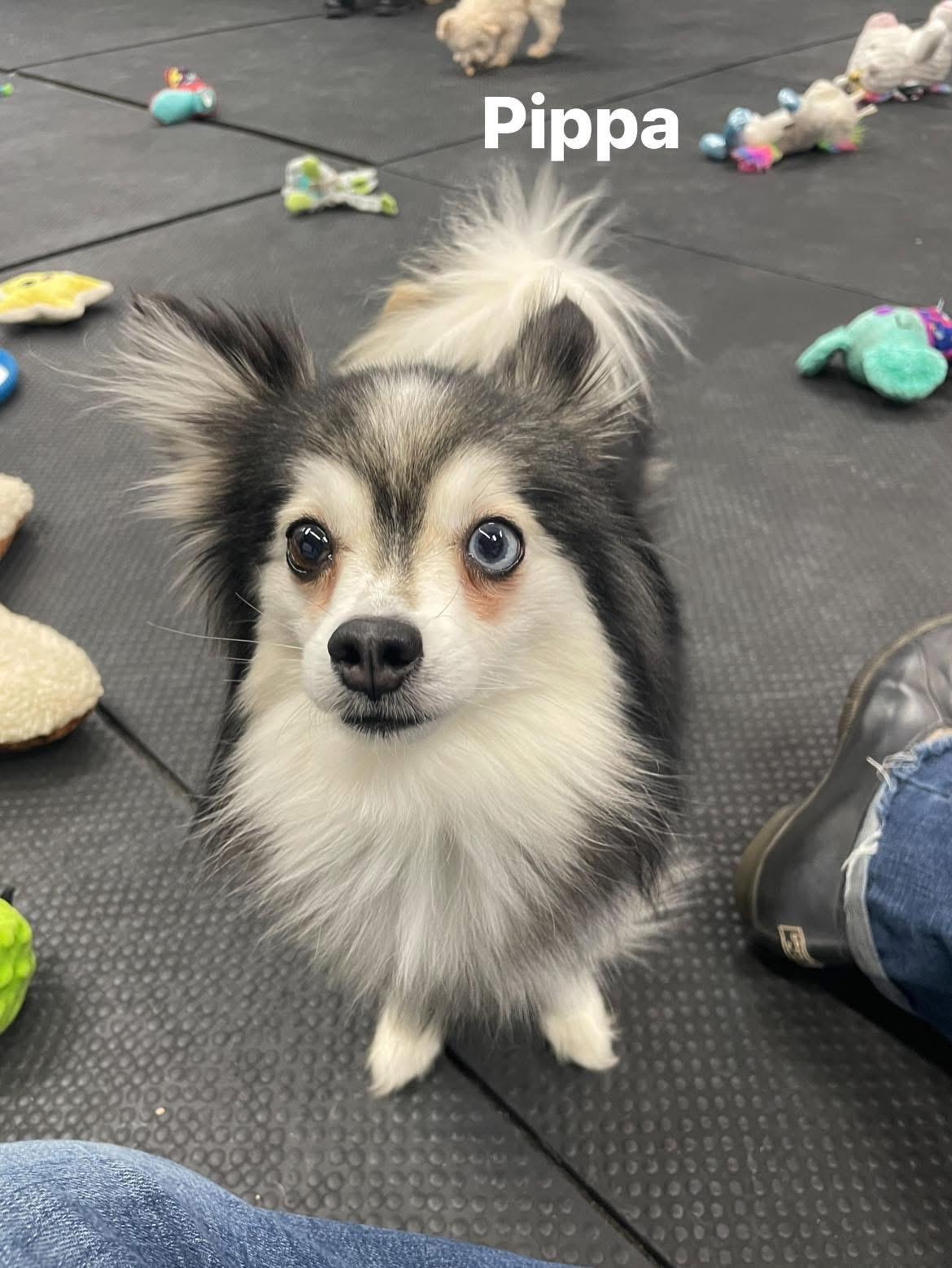 Pippa, ADOPTABLE, Young Female Pomsky.