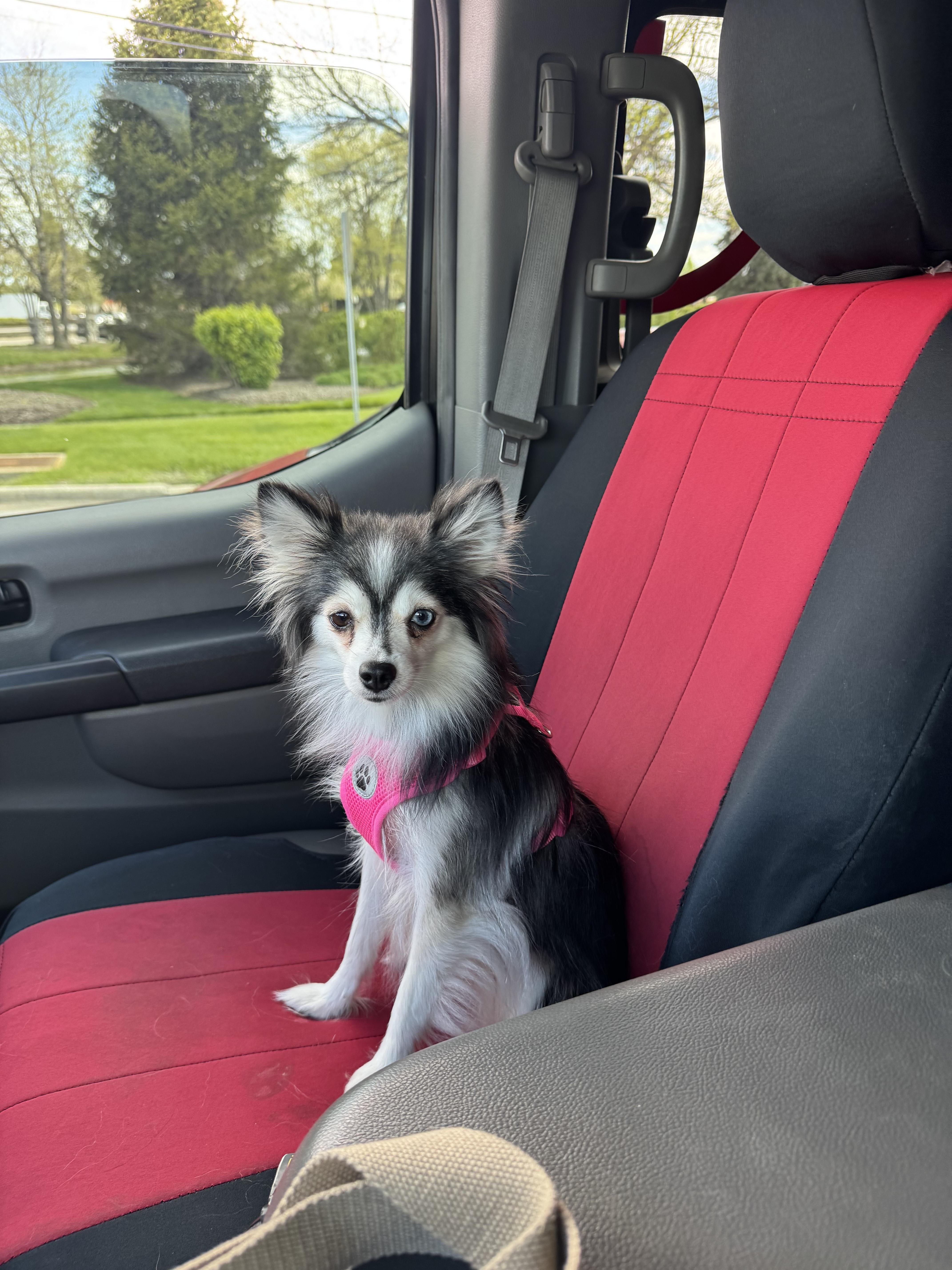 Pippa, a ADOPTABLE Pomsky in Vernon Hills, IL image 2/3
