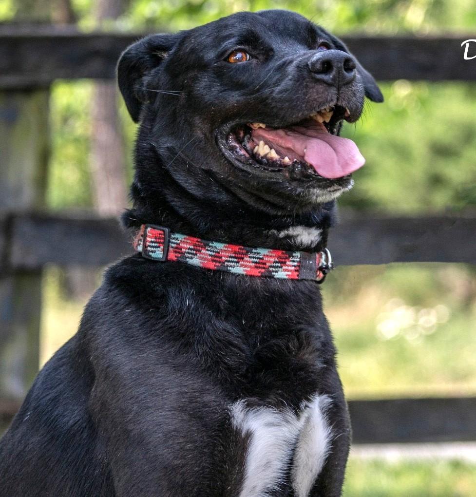 Django-Available (Courtesy Post) contact lharinfo@gmail.com for info, Adoptable, Adult Male Labrador Retriever.
