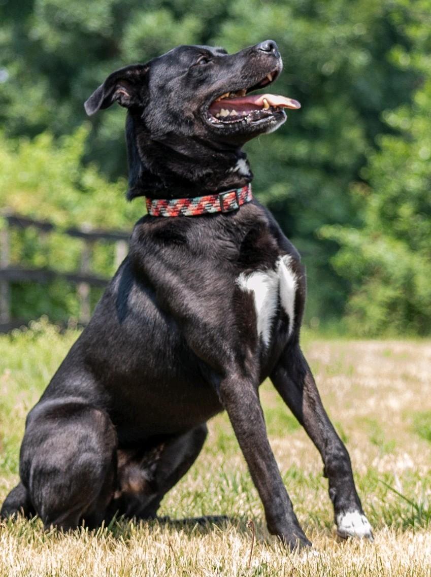 Django-Available (Courtesy Post) contact lharinfo@gmail.com for info, a Adoptable mixed breed in Frederick, MD image 2/6