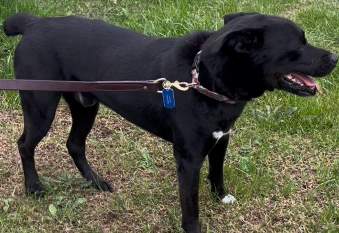 Django-Available (Courtesy Post) contact lharinfo@gmail.com for info, a Adoptable mixed breed in Frederick, MD image 3/6