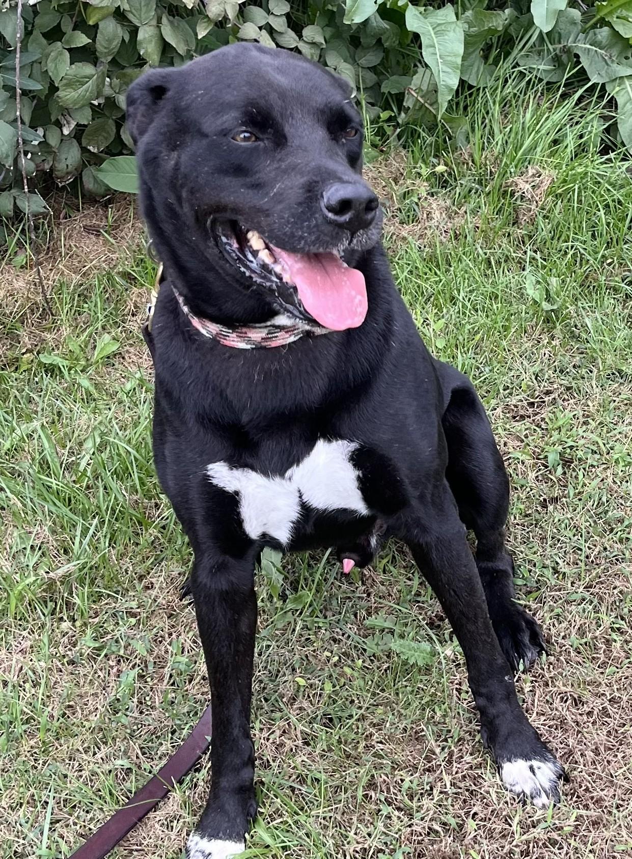 Django-Available (Courtesy Post) contact lharinfo@gmail.com for info, Adoptable, Adult Male Labrador Retriever.