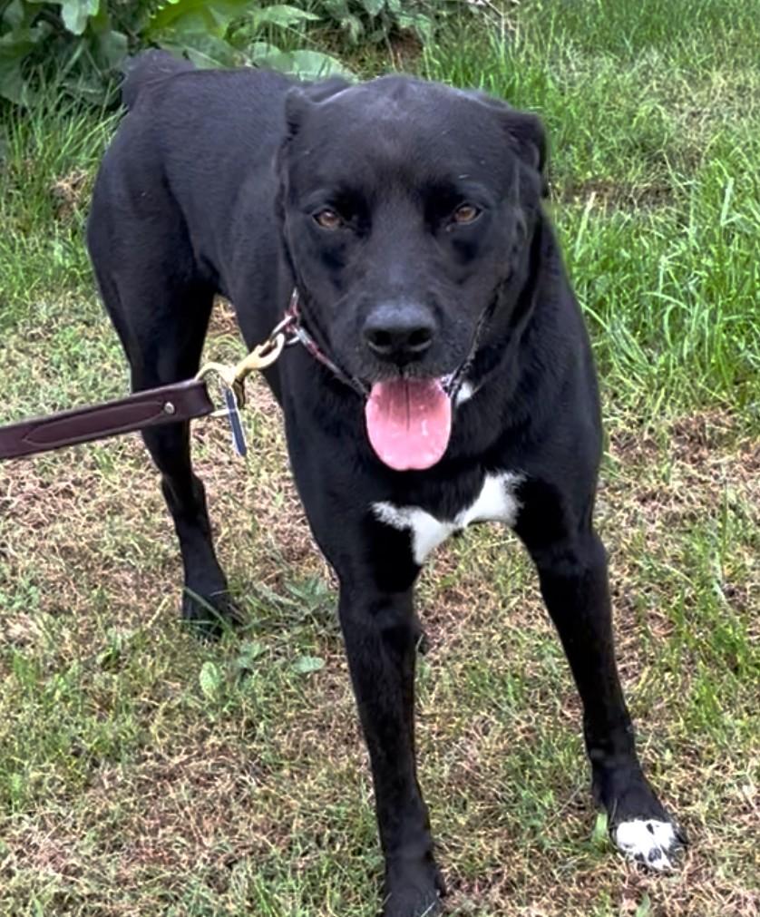 Django-Available (Courtesy Post) contact lharinfo@gmail.com for info, a Adoptable mixed breed in Frederick, MD image 5/6