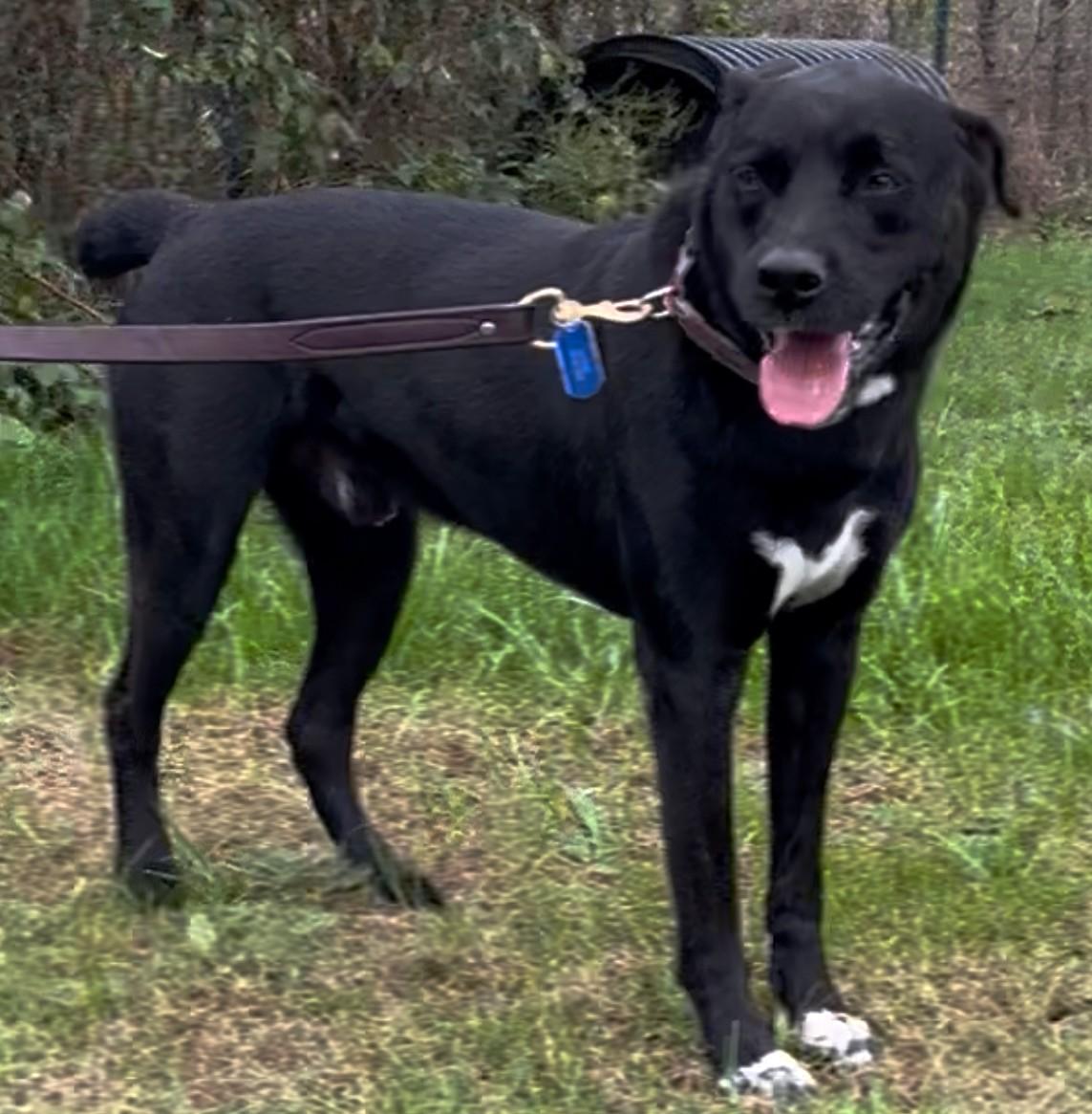 Django-Available (Courtesy Post) contact lharinfo@gmail.com for info, a Adoptable mixed breed in Frederick, MD image 6/6