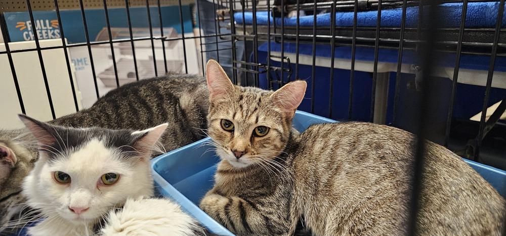 Missoula, Adoptable, Young Male Domestic Short Hair.