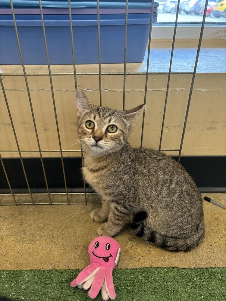 Enlarge Missoula, a Adoptable mixed breed in Powder Springs, GA image 2/2