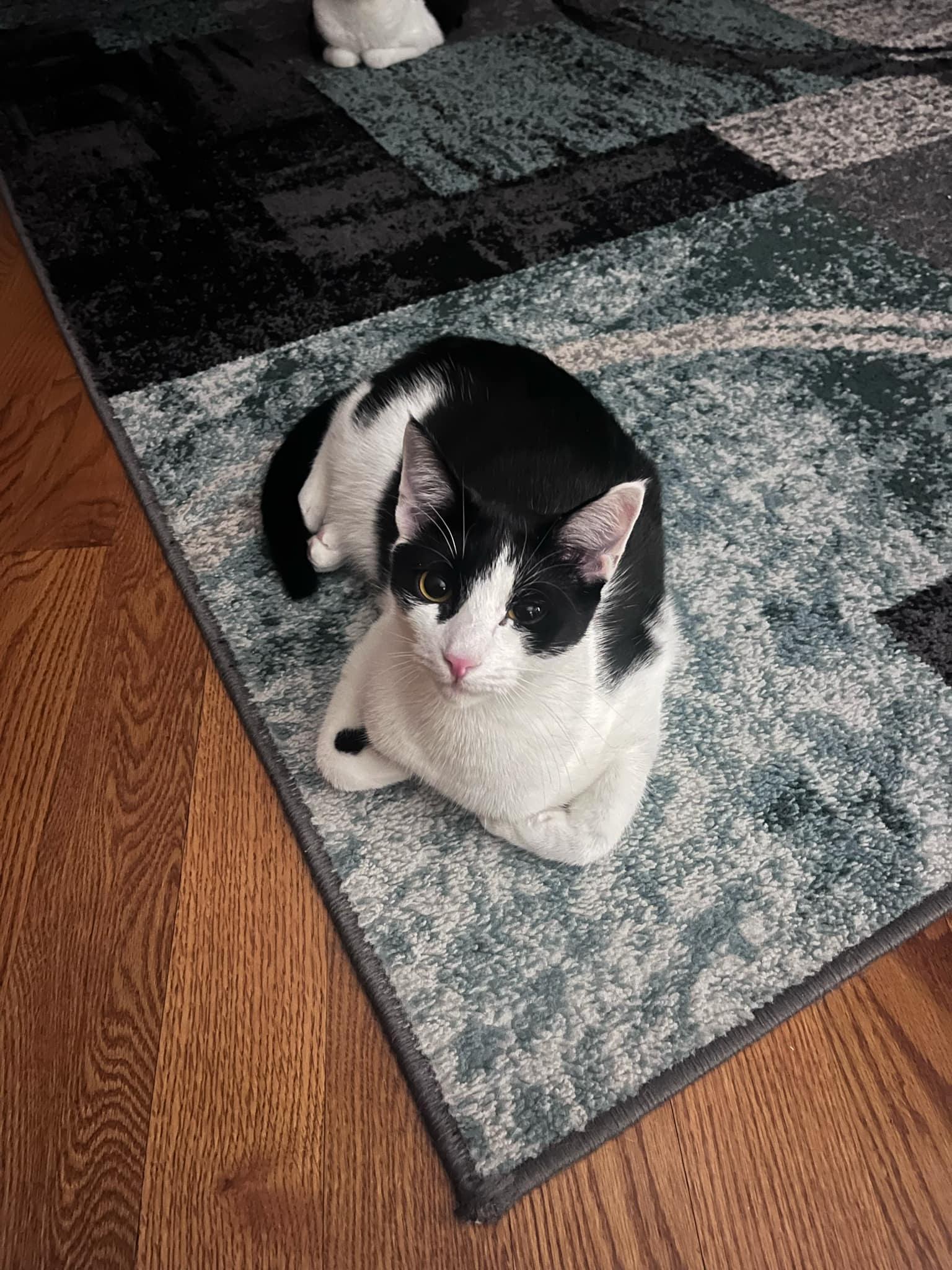 Pogo and Adoree, a Adoptable Domestic Short Hair in Brooklyn, NY image 5/6