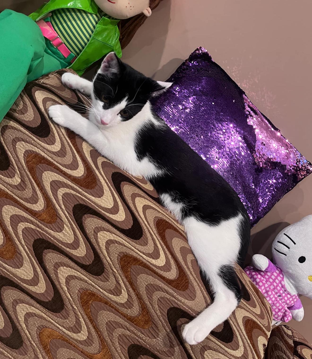 Pogo and Adoree, a Adoptable Domestic Short Hair in Brooklyn, NY image 2/6