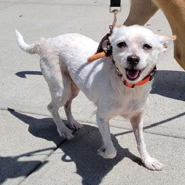 Jerry, a Adoptable mixed breed in Brooklyn, NY image 1/6
