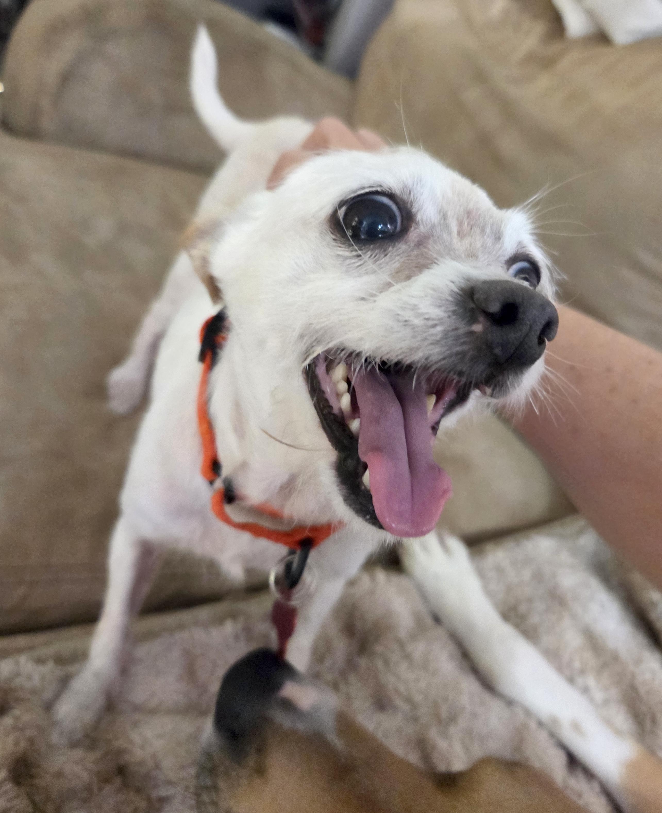 Jerry, a Adoptable mixed breed in Brooklyn, NY image 2/6