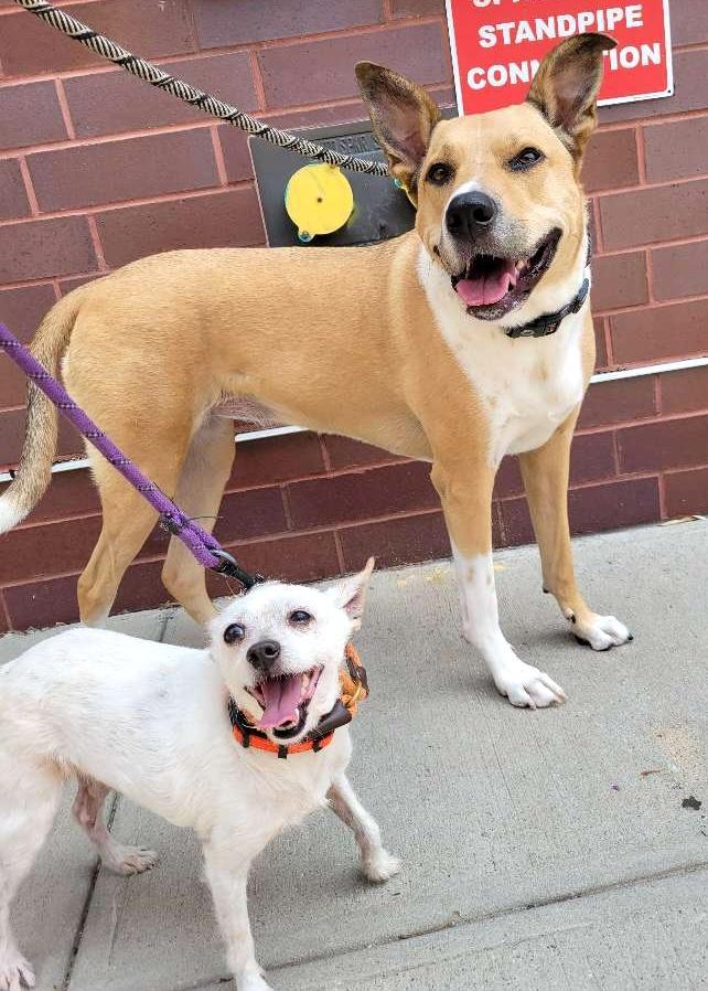 Jerry, a Adoptable mixed breed in Brooklyn, NY image 4/6