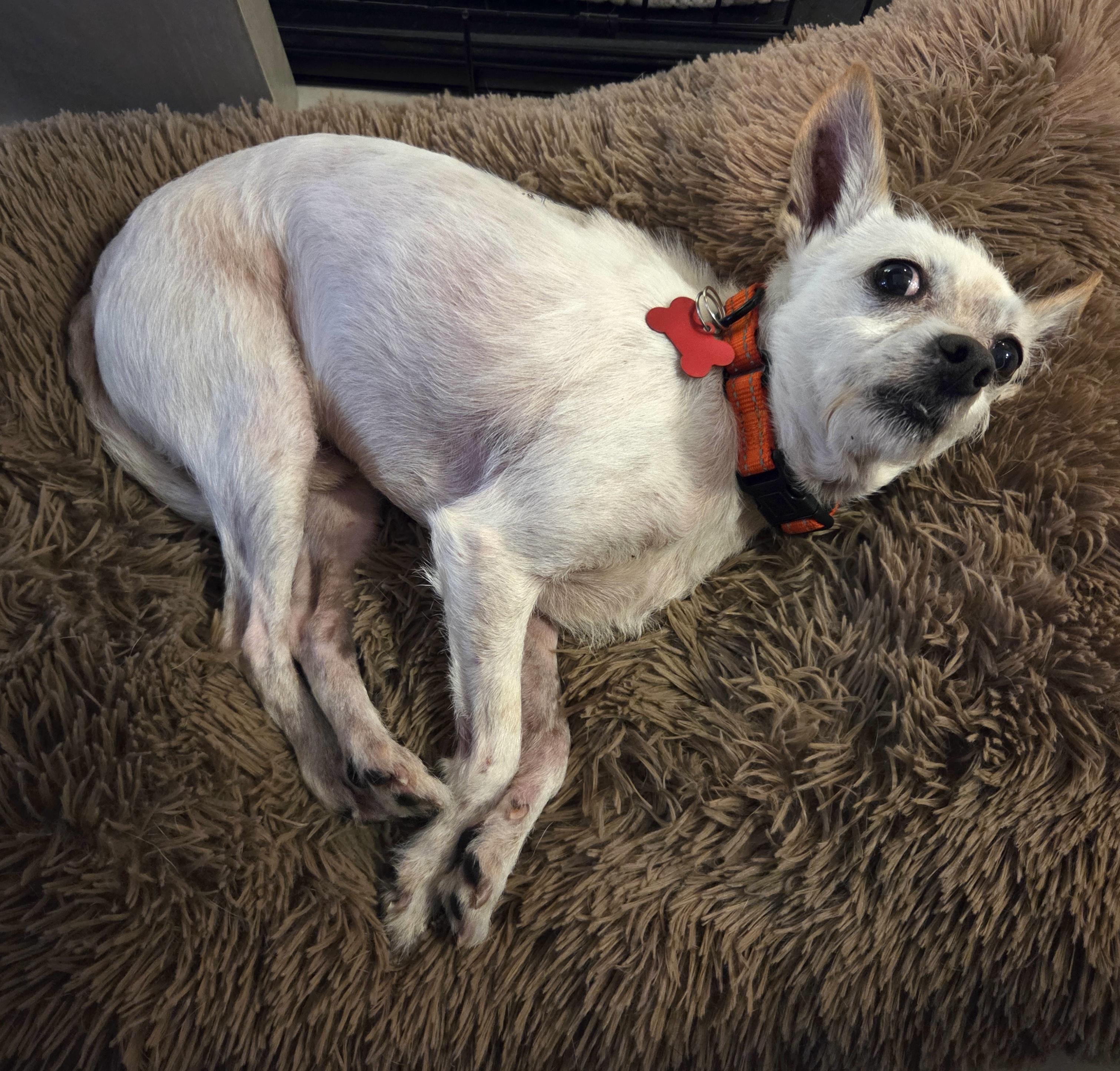 Jerry, a Adoptable mixed breed in Brooklyn, NY image 6/6
