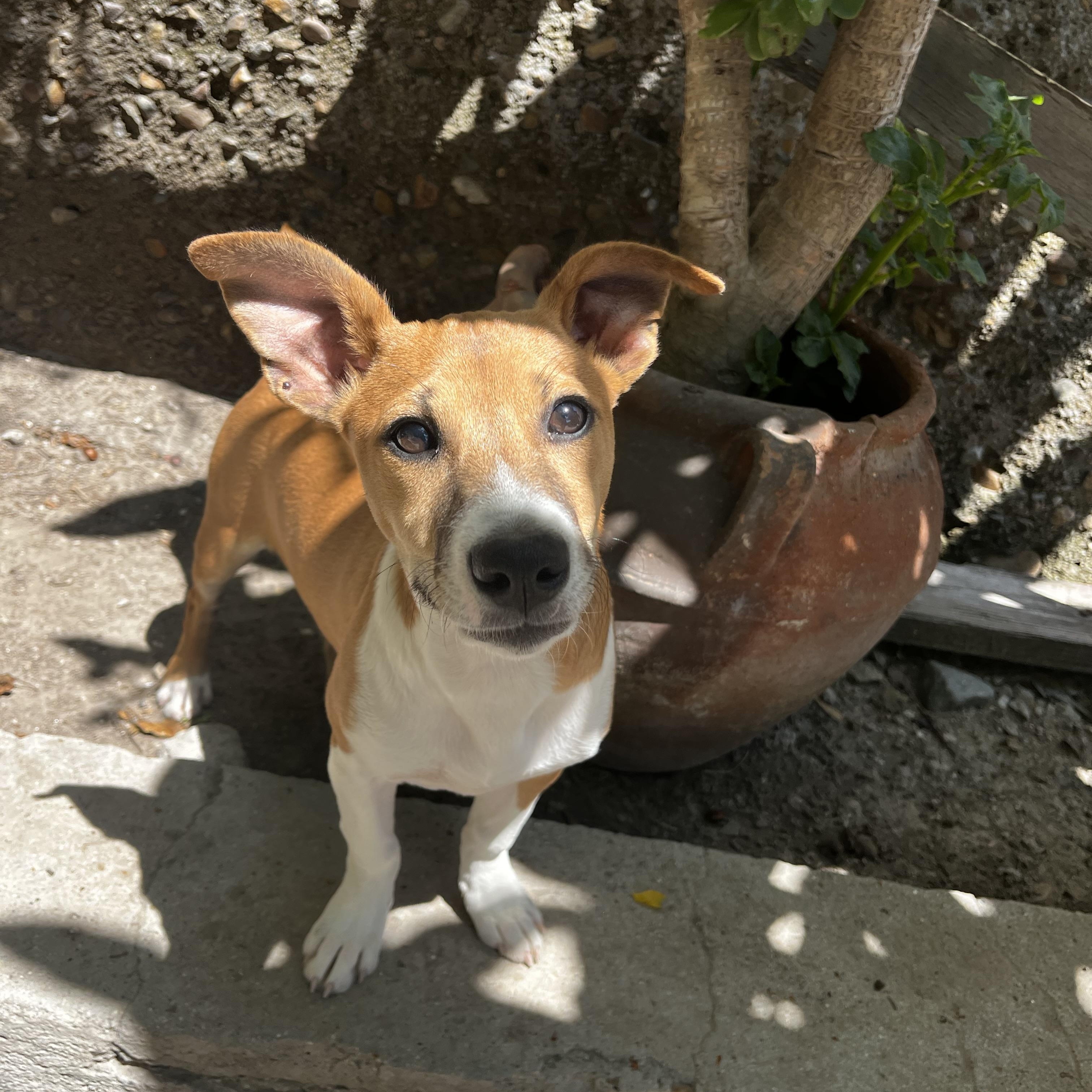 Enlarge Mixie, a ADOPTABLE mixed breed in Chula Vista, CA image 3/3
