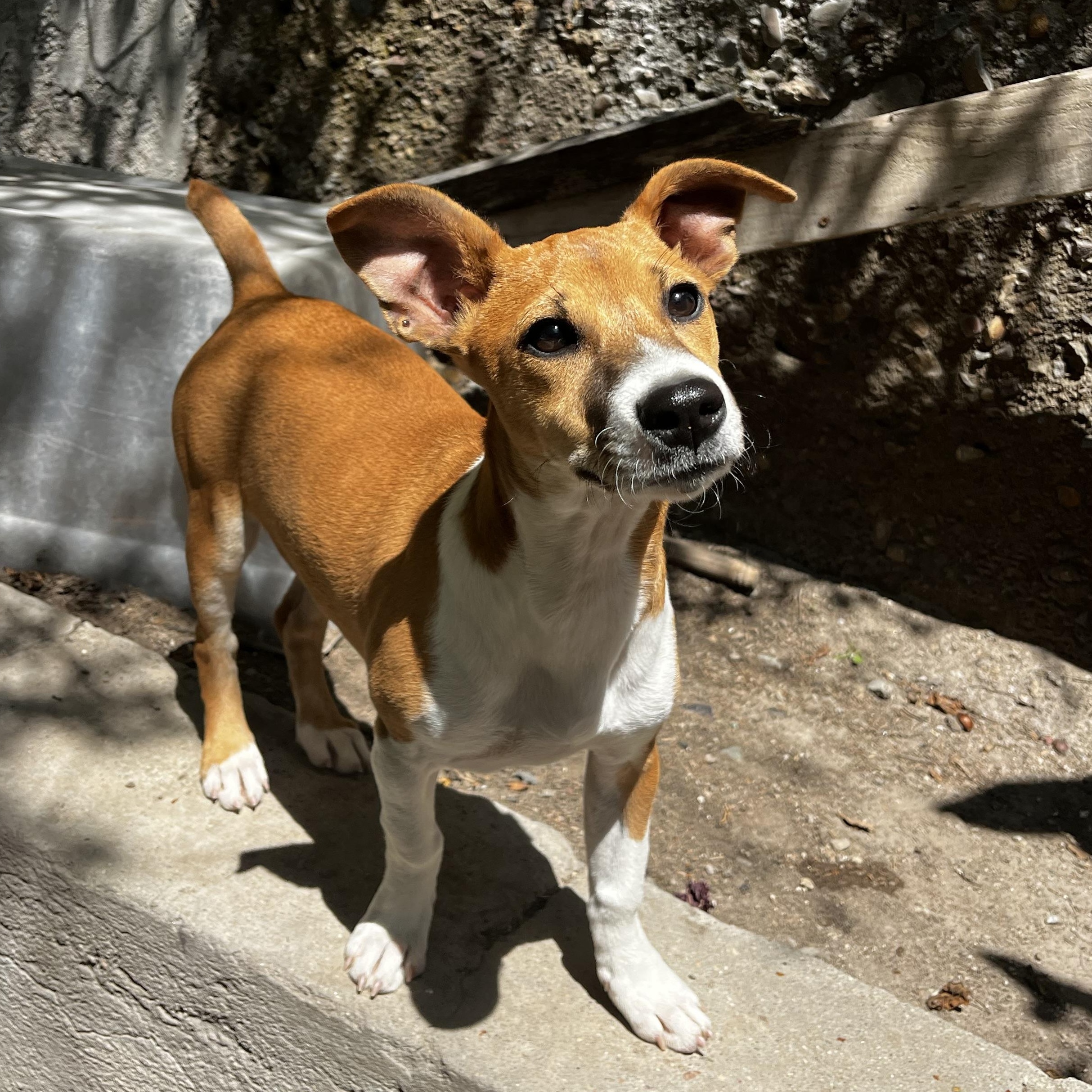 Enlarge Mixie, a ADOPTABLE mixed breed in Chula Vista, CA image 1/3