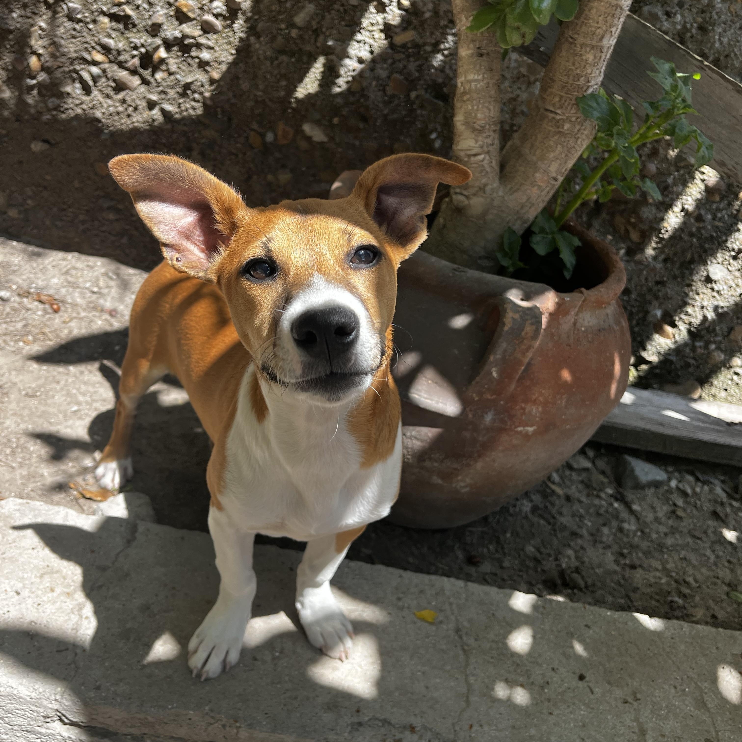 Enlarge Mixie, a ADOPTABLE mixed breed in Chula Vista, CA image 2/3