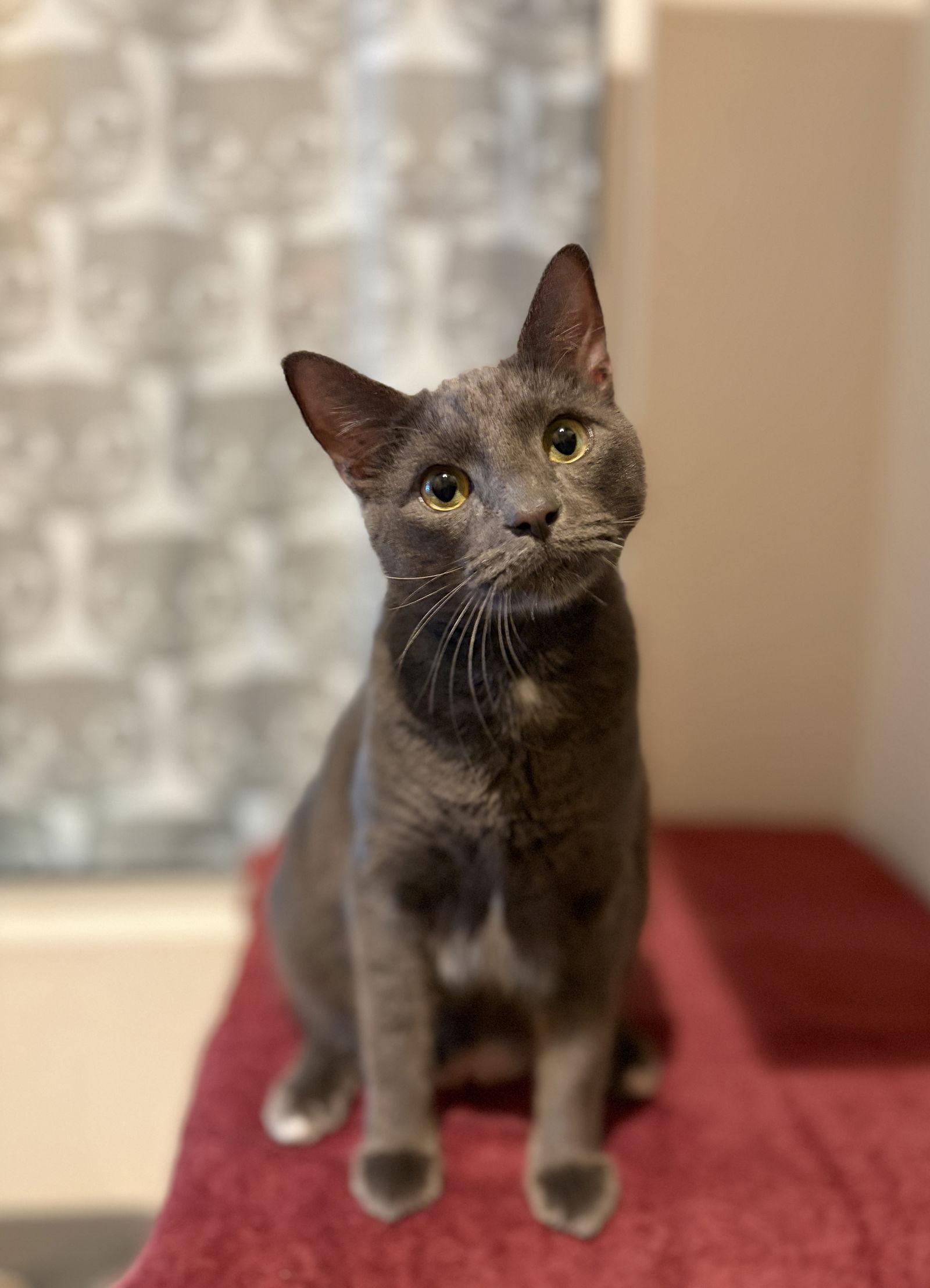 Topaz (bonded with Aquamarine), Adopted, Young Male Domestic Short Hair.