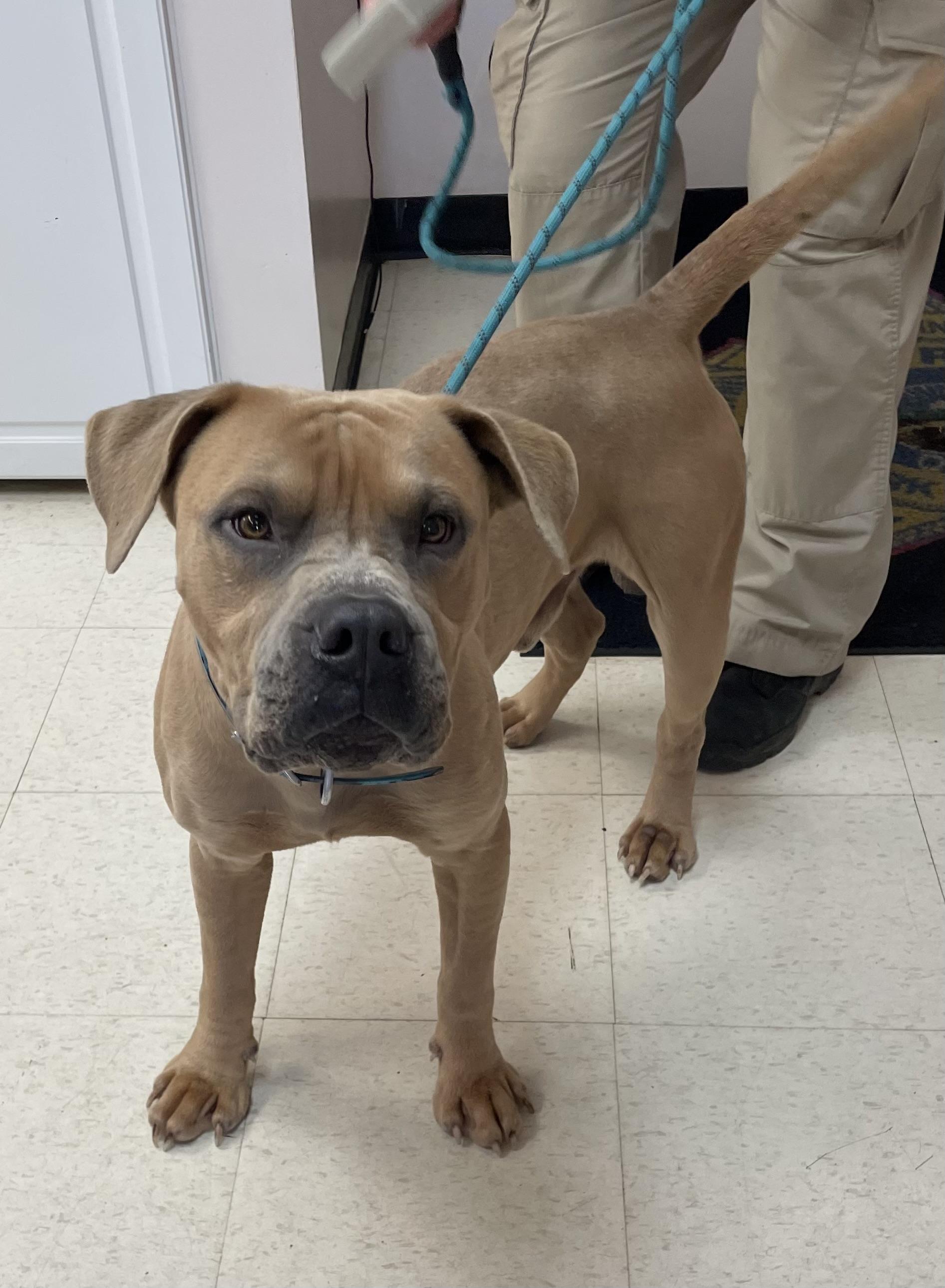 Milton OWNER REDEEMED, adopted, Adult Male Pit Bull Terrier.