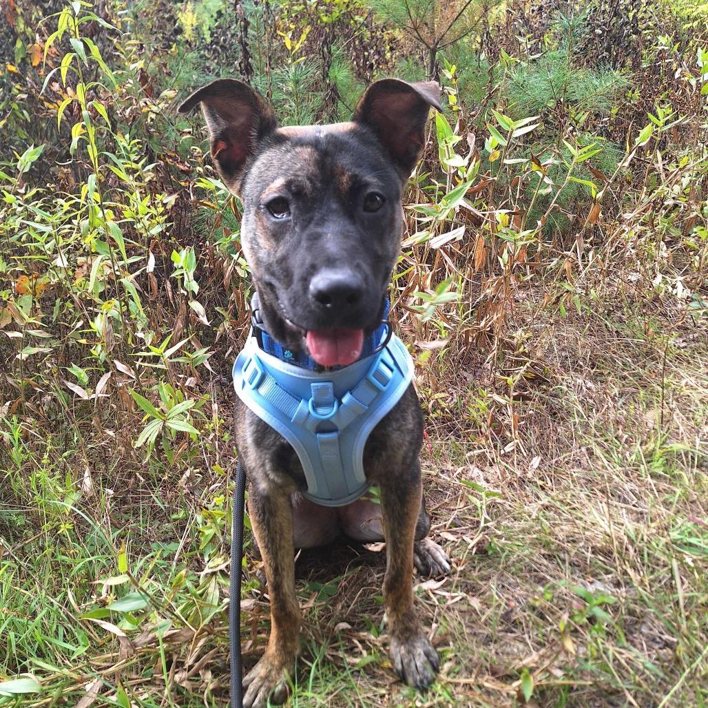 Enlarge Mara, a Adoptable Mixed Breed in Glenfield, NY image 1/6