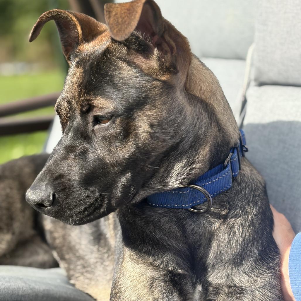 Enlarge Mara, a Adoptable Mixed Breed in Glenfield, NY image 2/6