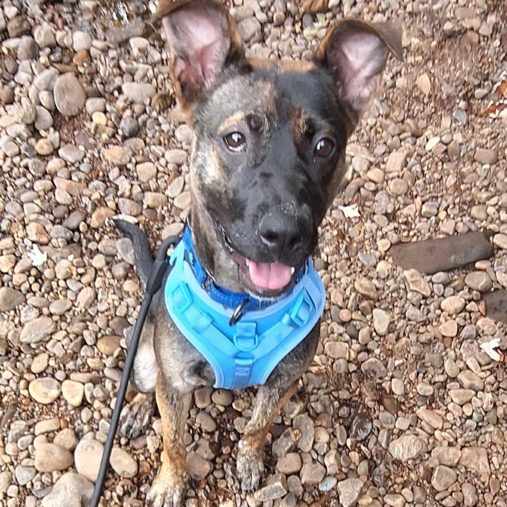 Enlarge Mara, a Adoptable Mixed Breed in Glenfield, NY image 3/6