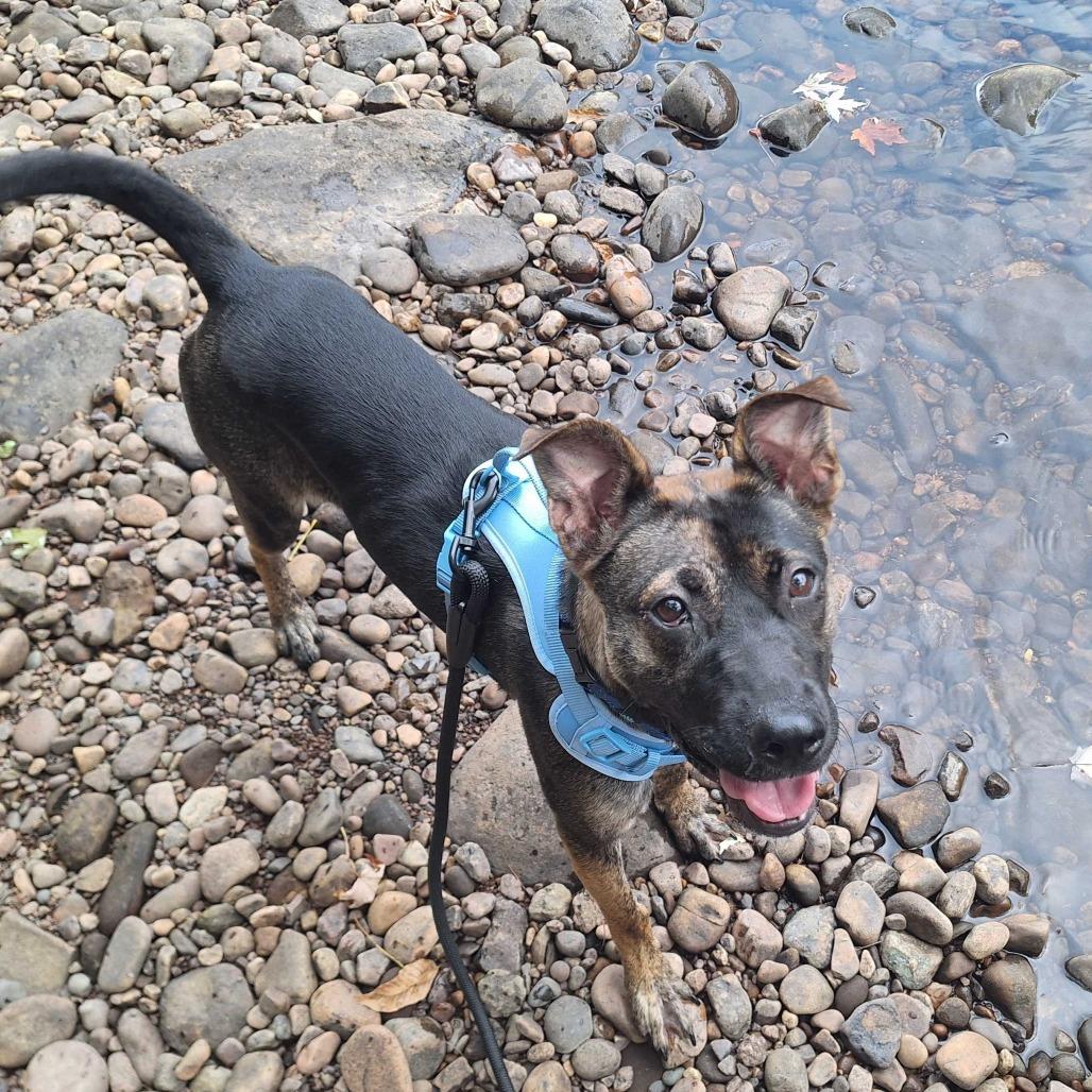 Enlarge Mara, a Adoptable Mixed Breed in Glenfield, NY image 4/6