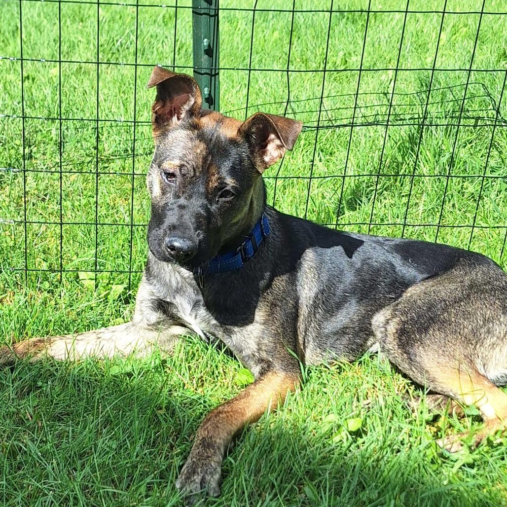 Enlarge Mara, a Adoptable Mixed Breed in Glenfield, NY image 5/6