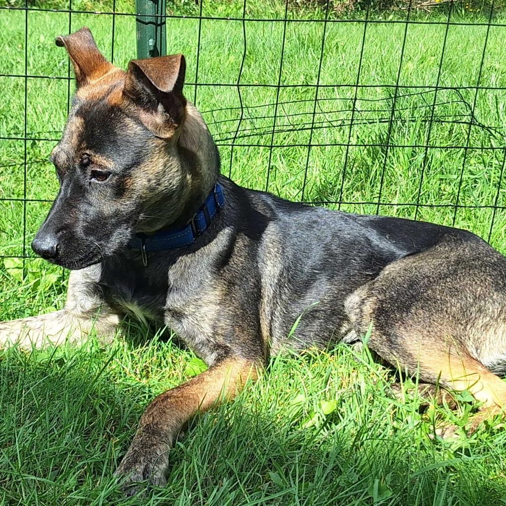 Enlarge Mara, a Adoptable Mixed Breed in Glenfield, NY image 6/6