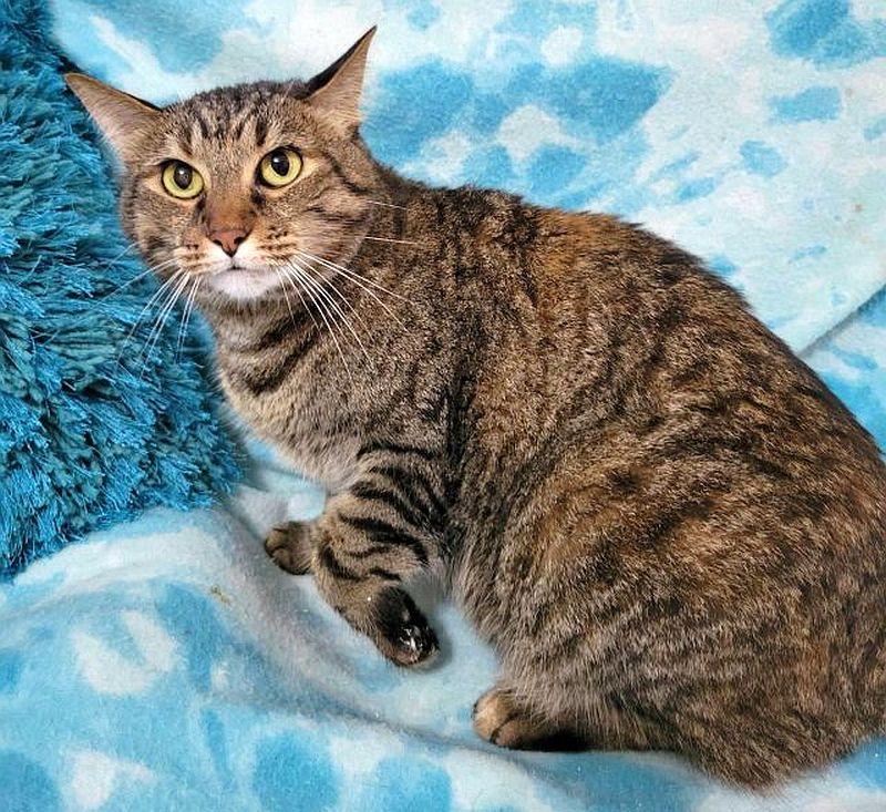 SIENNA, Adoptable, Adult Female Domestic Short Hair.