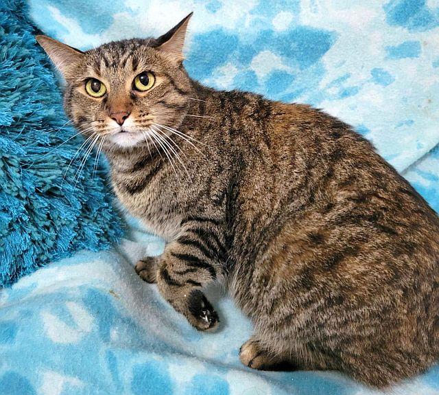 SIENNA, a Adoptable Domestic Short Hair in Powder Springs, GA image 2/3