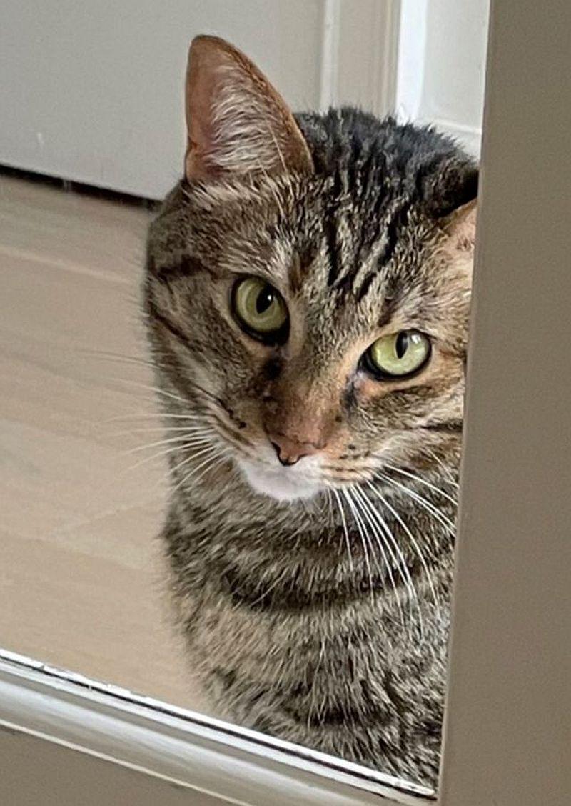 SIENNA, a Adoptable Domestic Short Hair in Powder Springs, GA image 3/3