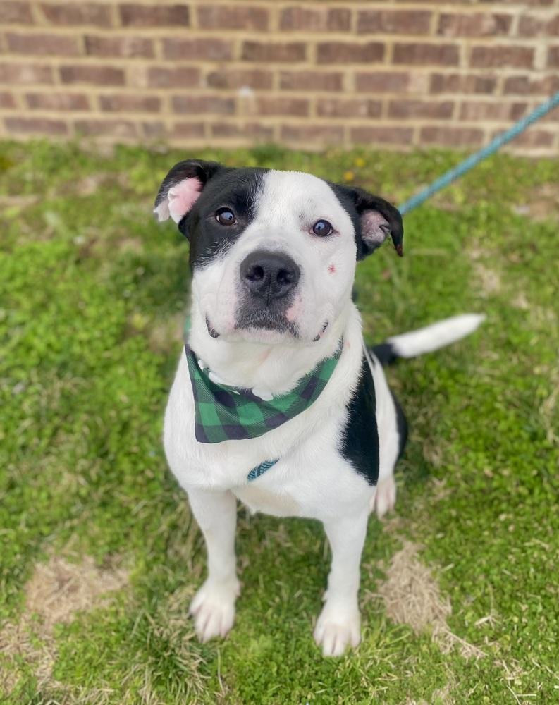 Lloyd, Adoptable, Adult Male Pit Bull Terrier.