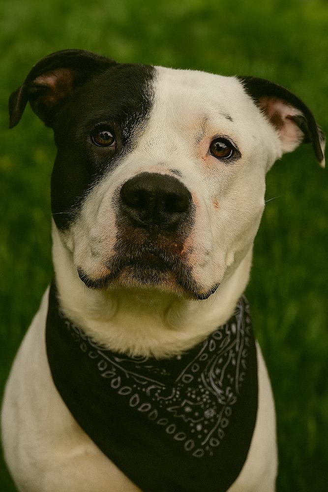 Lloyd, a Adoptable mixed breed in Dickson, TN image 2/3