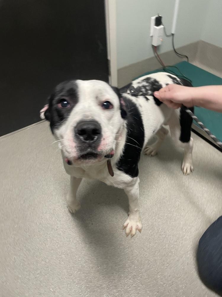 Lloyd, a Adoptable mixed breed in Dickson, TN image 3/3