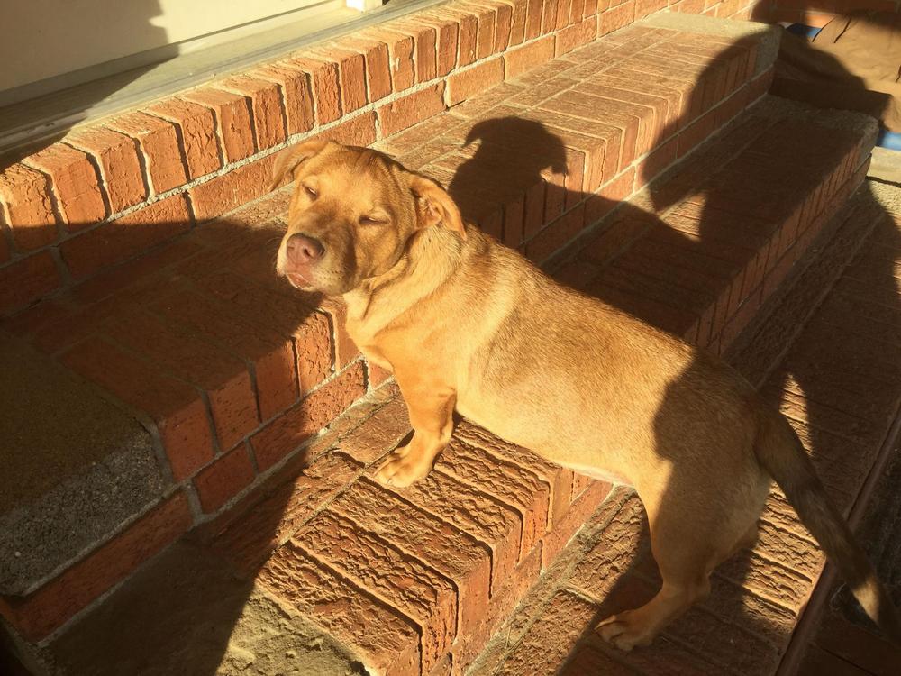 Enlarge Yetti, a Adoptable mixed breed in Orangeburg, SC image 1/1