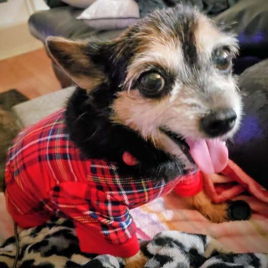 Rosie, ADOPTABLE, Senior Female Terrier.