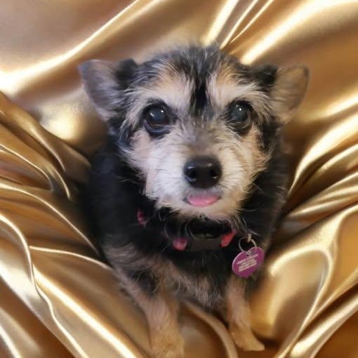 Enlarge Rosie, a ADOPTABLE mixed breed in Las Vegas, NV image 1/3