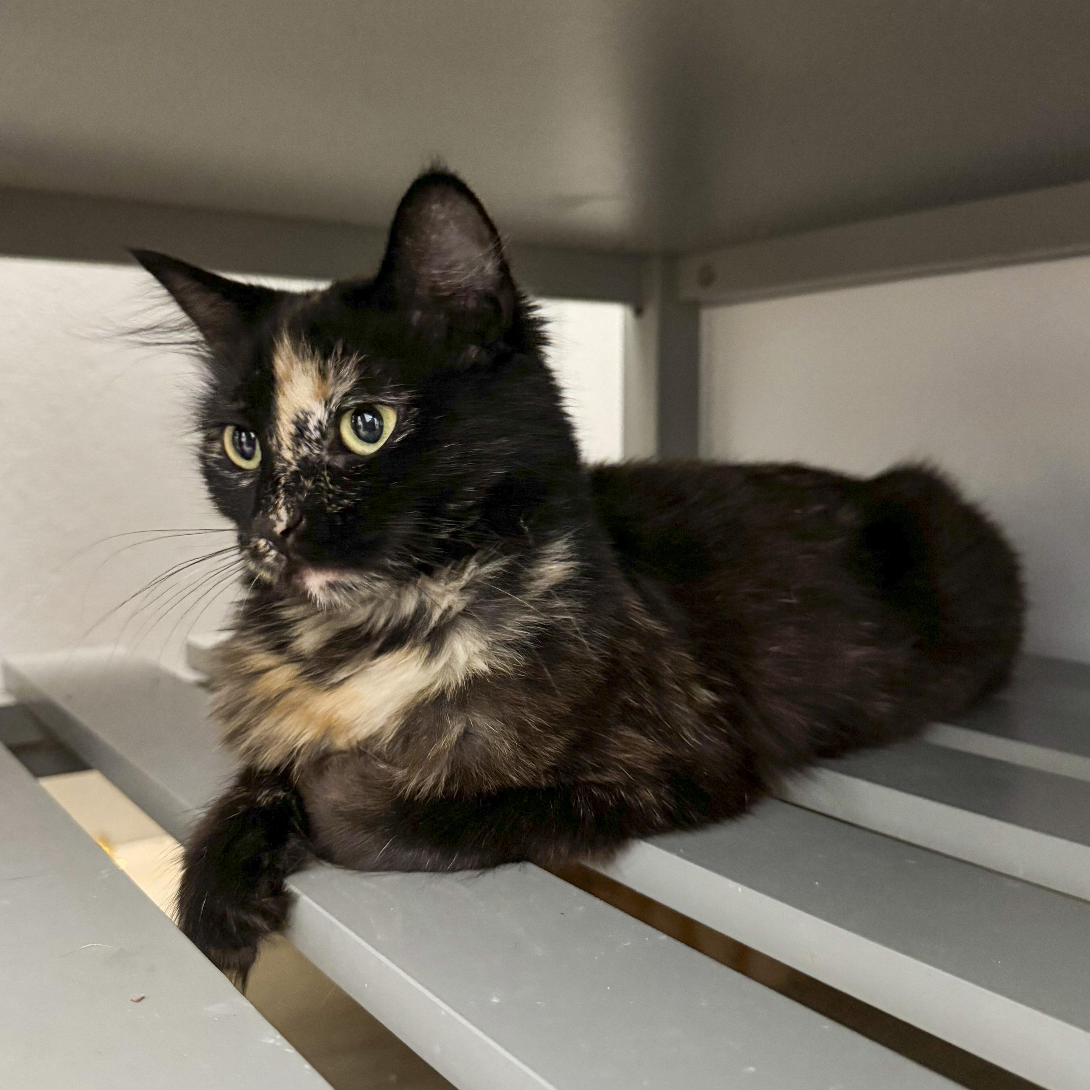 Sienna, a Adoptable mixed breed in Antioch, CA image 2/6