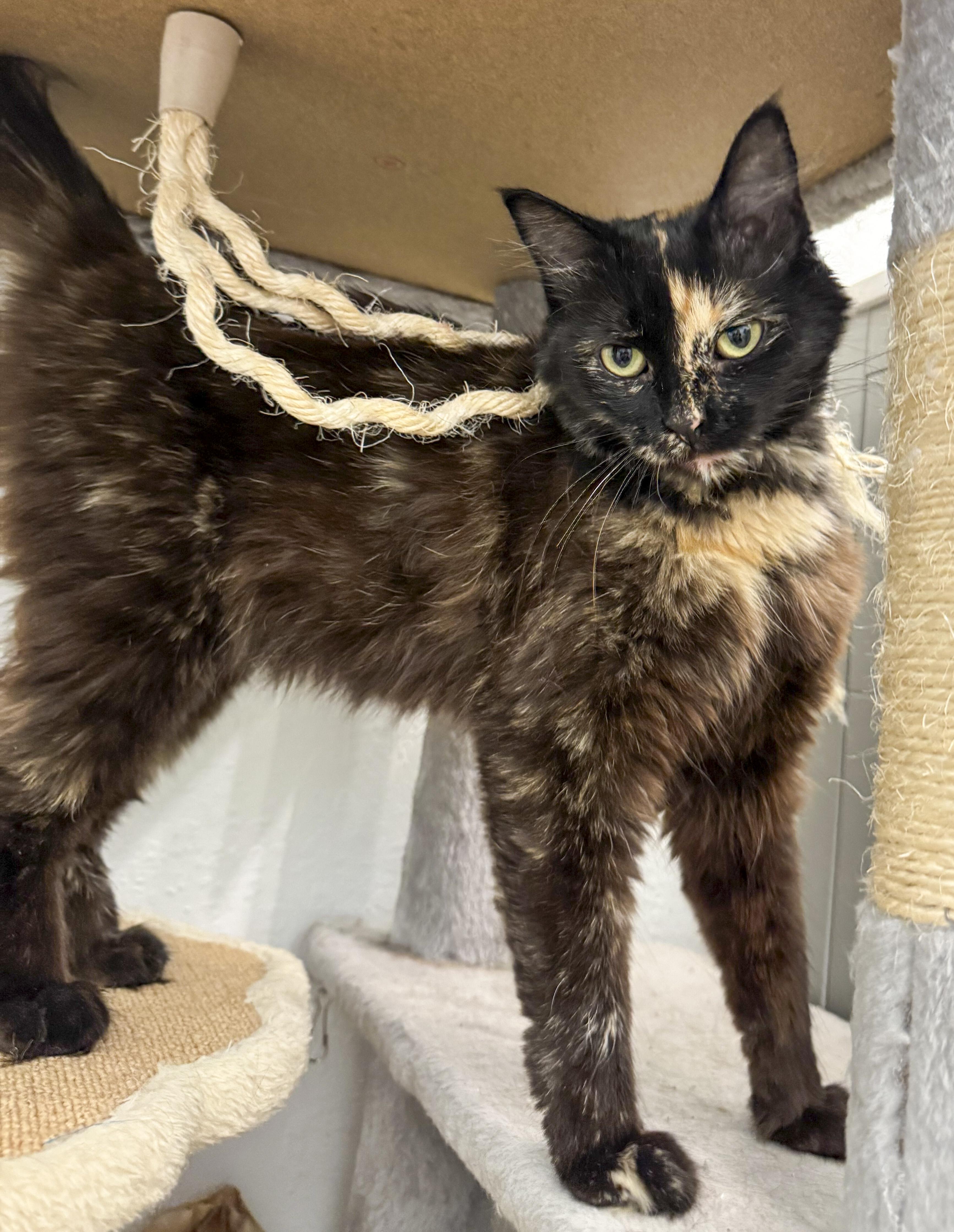 Sienna, a Adoptable mixed breed in Antioch, CA image 4/6