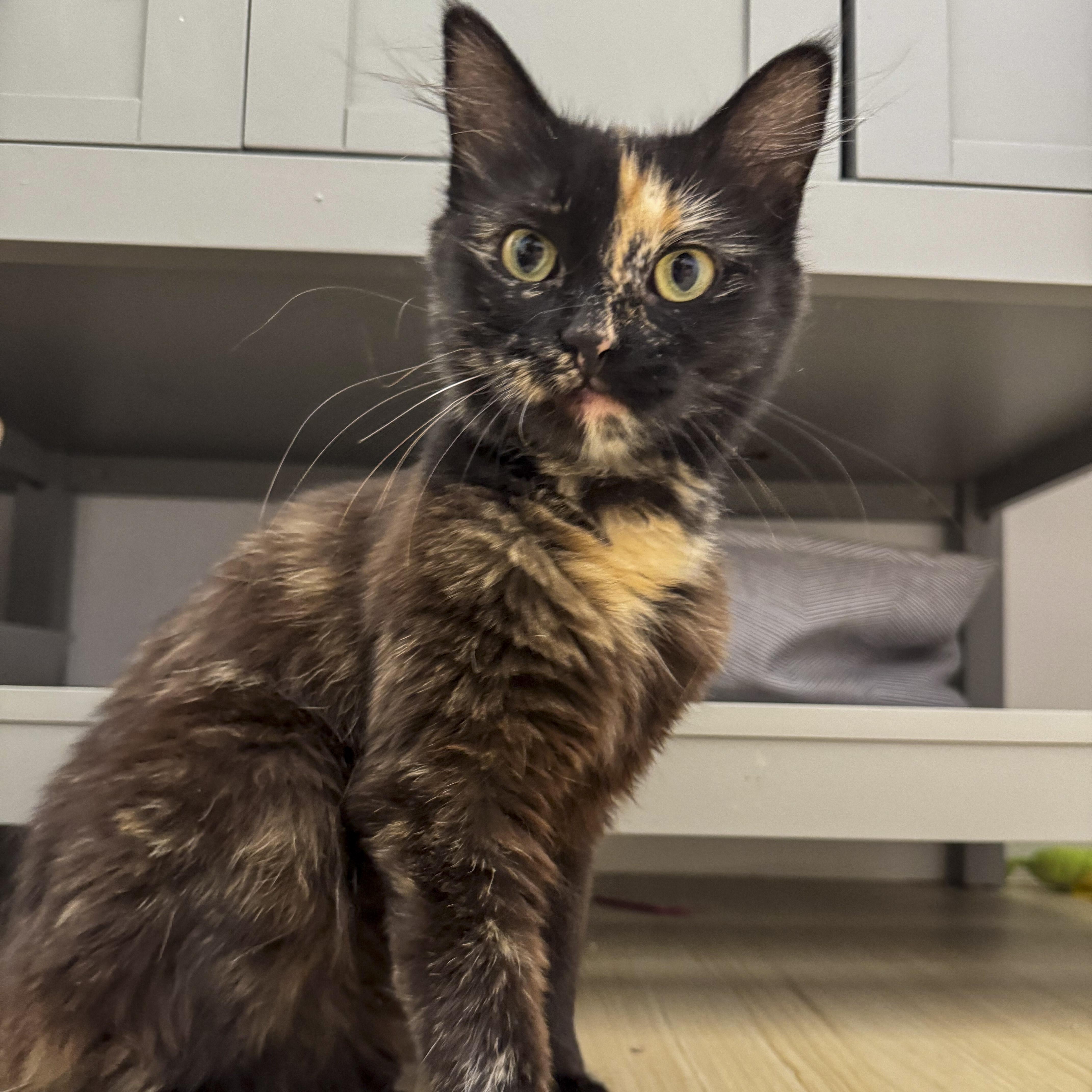 Enlarge Sienna, a Adoptable mixed breed in Vallejo, CA image 1/6