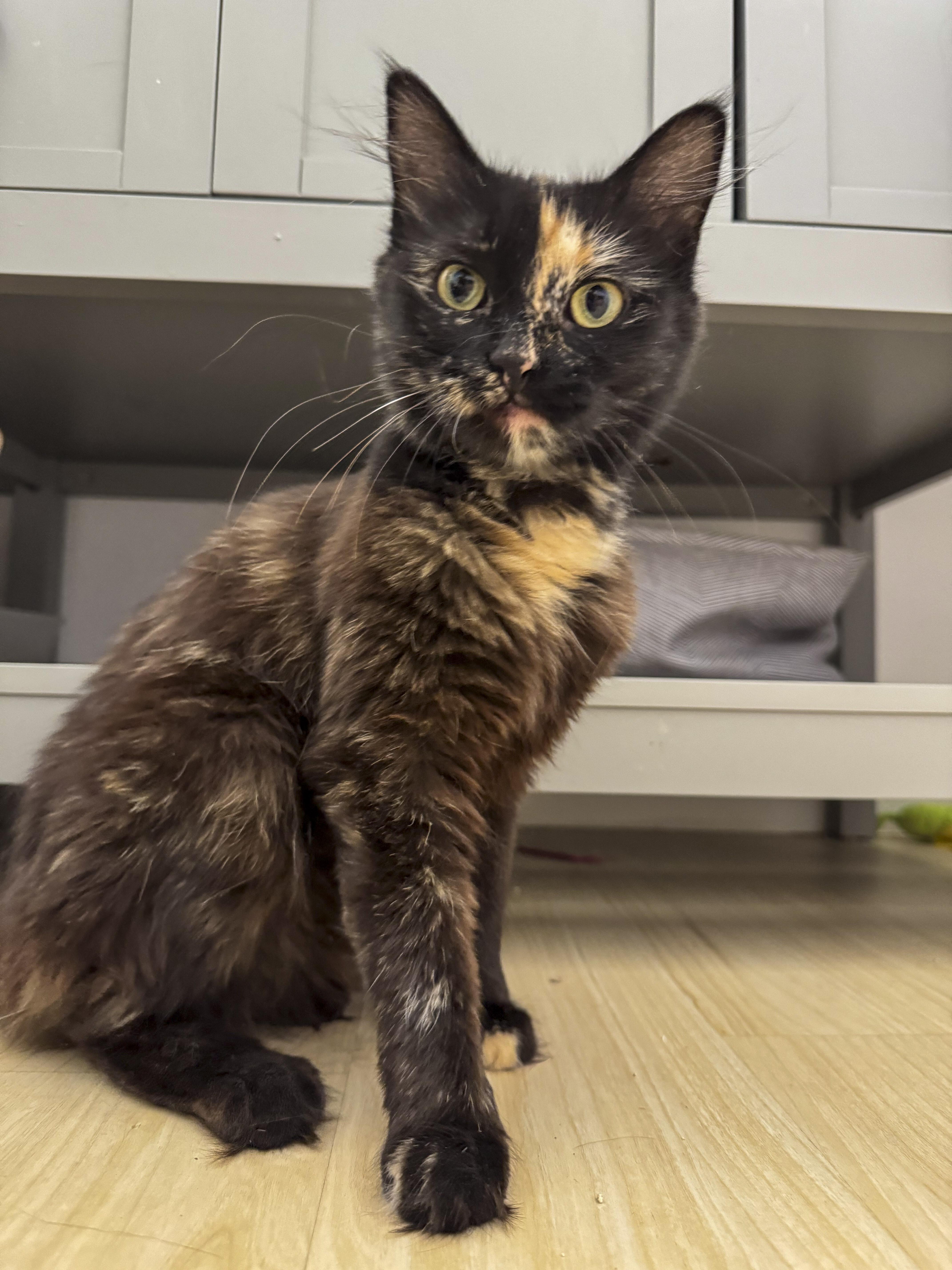 Sienna, a Adoptable mixed breed in Antioch, CA image 5/6