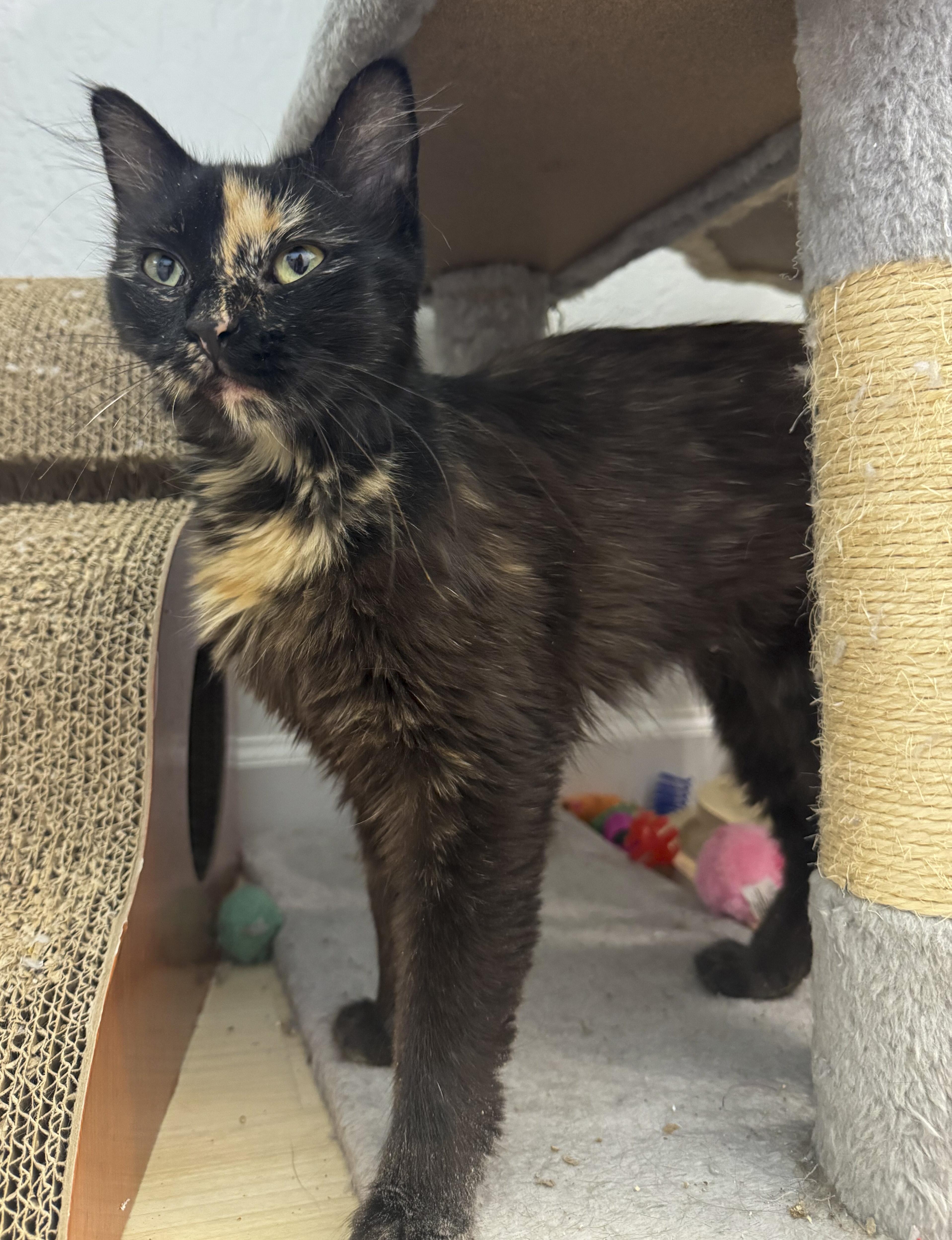 Sienna, a Adoptable mixed breed in Antioch, CA image 6/6