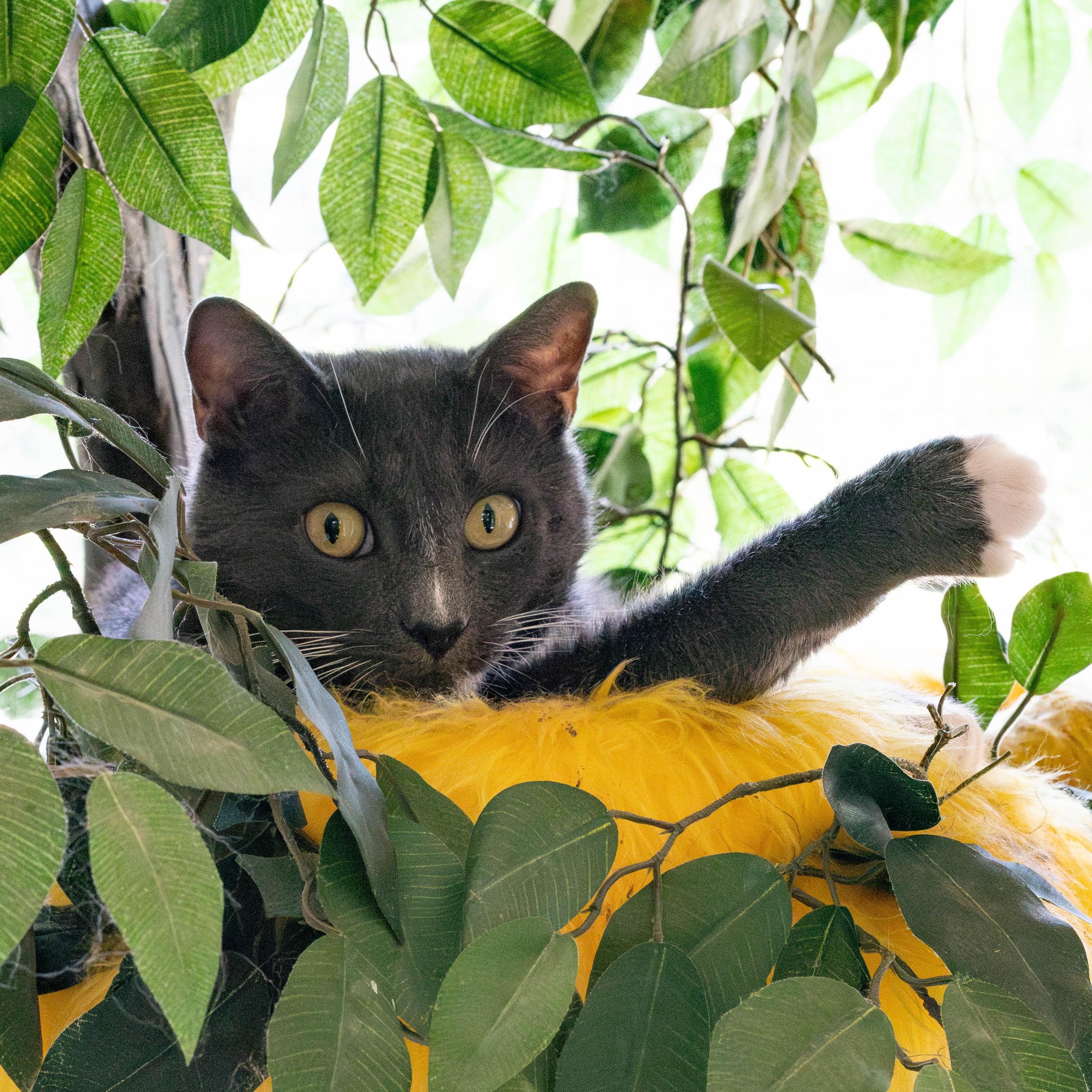 Caramel Sauce, Adult Male Domestic Short Hair