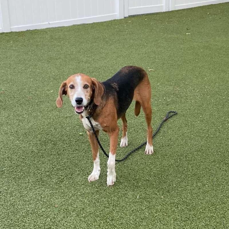 Sadie, ADOPTABLE, Adult Female Coonhound.