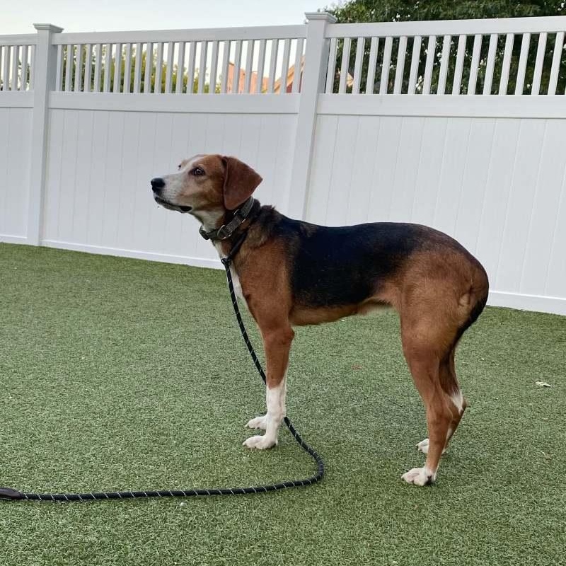 Sadie, a ADOPTABLE Coonhound in New Bedford, MA image 2/3