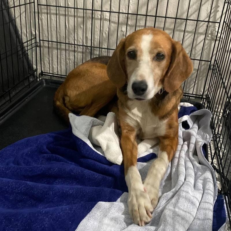 Sadie, a ADOPTABLE Coonhound in New Bedford, MA image 3/3