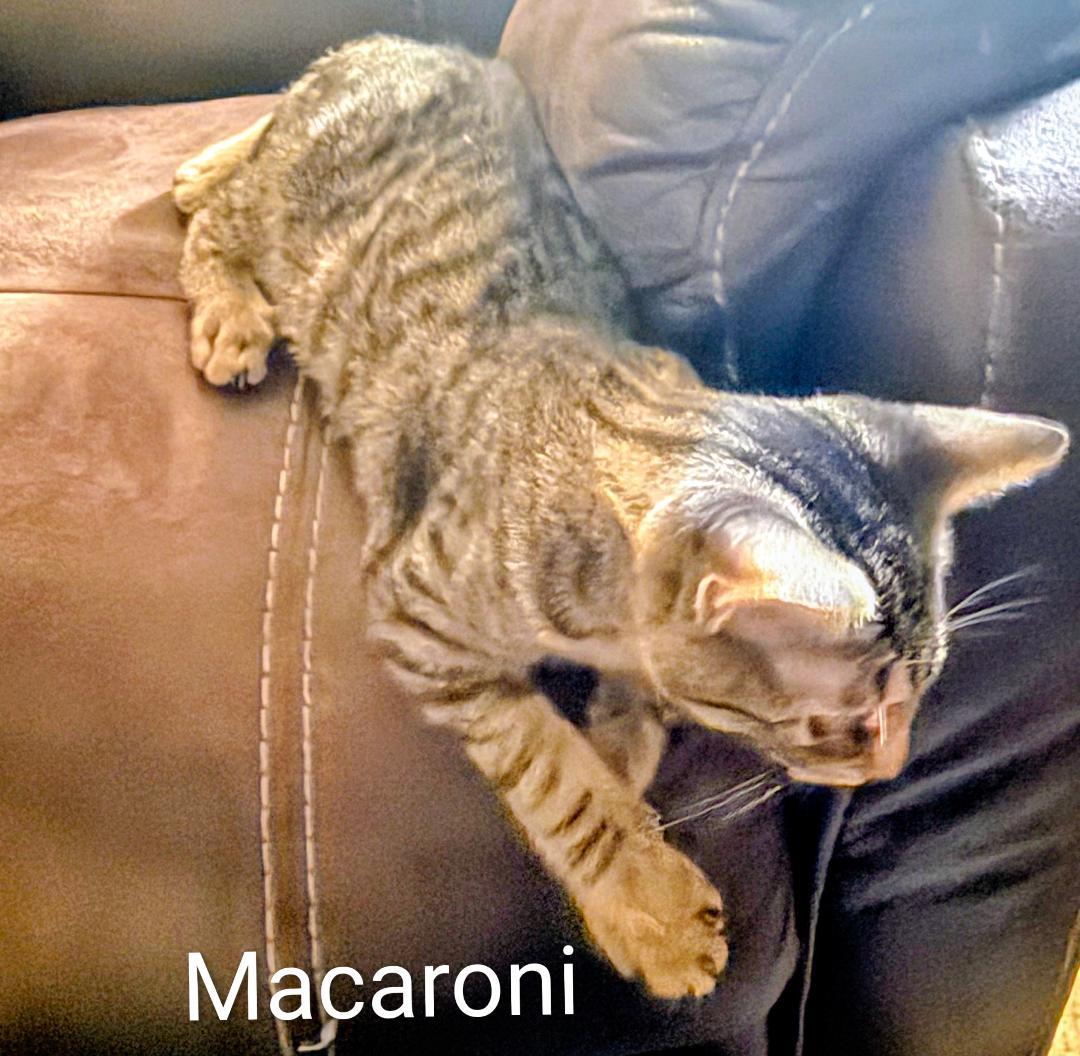 Macaroni, a Adoptable Domestic Short Hair in Binghamton, NY image 1/2