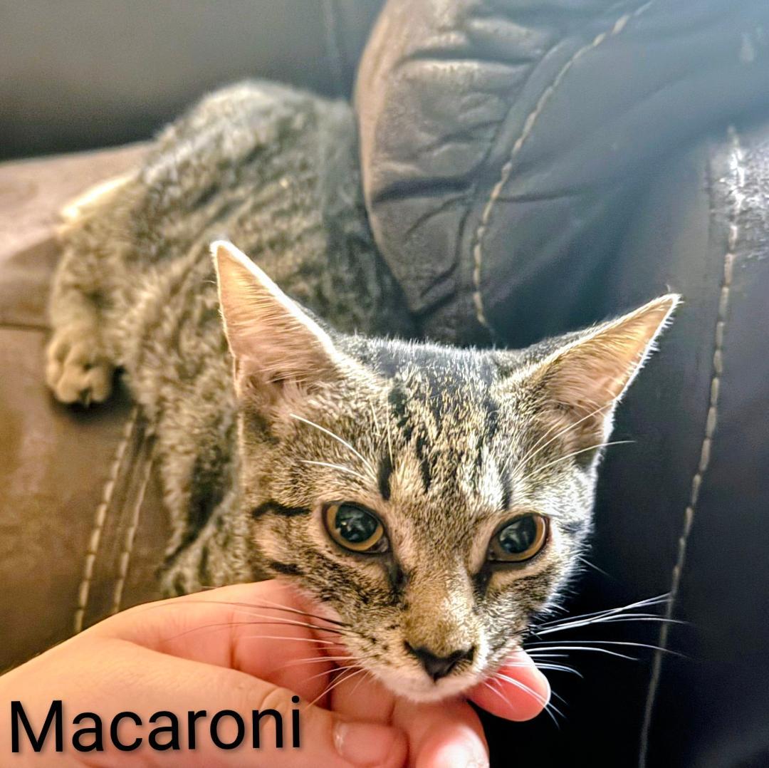 Macaroni, a Adoptable Domestic Short Hair in Binghamton, NY image 2/2